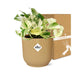 Epipremnum Pinnatum Happy Leaf In Elho Vibes Fold 14Cm Geel