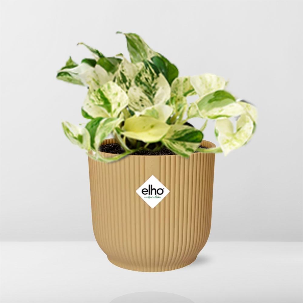 Epipremnum Pinnatum Happy Leaf In Elho Vibes Fold 14Cm Geel