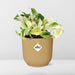 Epipremnum Pinnatum Happy Leaf In Elho Vibes Fold 14Cm Geel