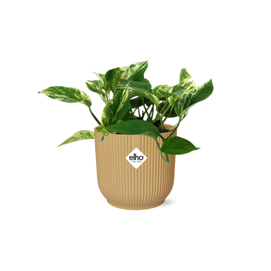 Scindapsus (Epipremnum) Marble Queen In Elho Vibes Fold 14Cm Geel
