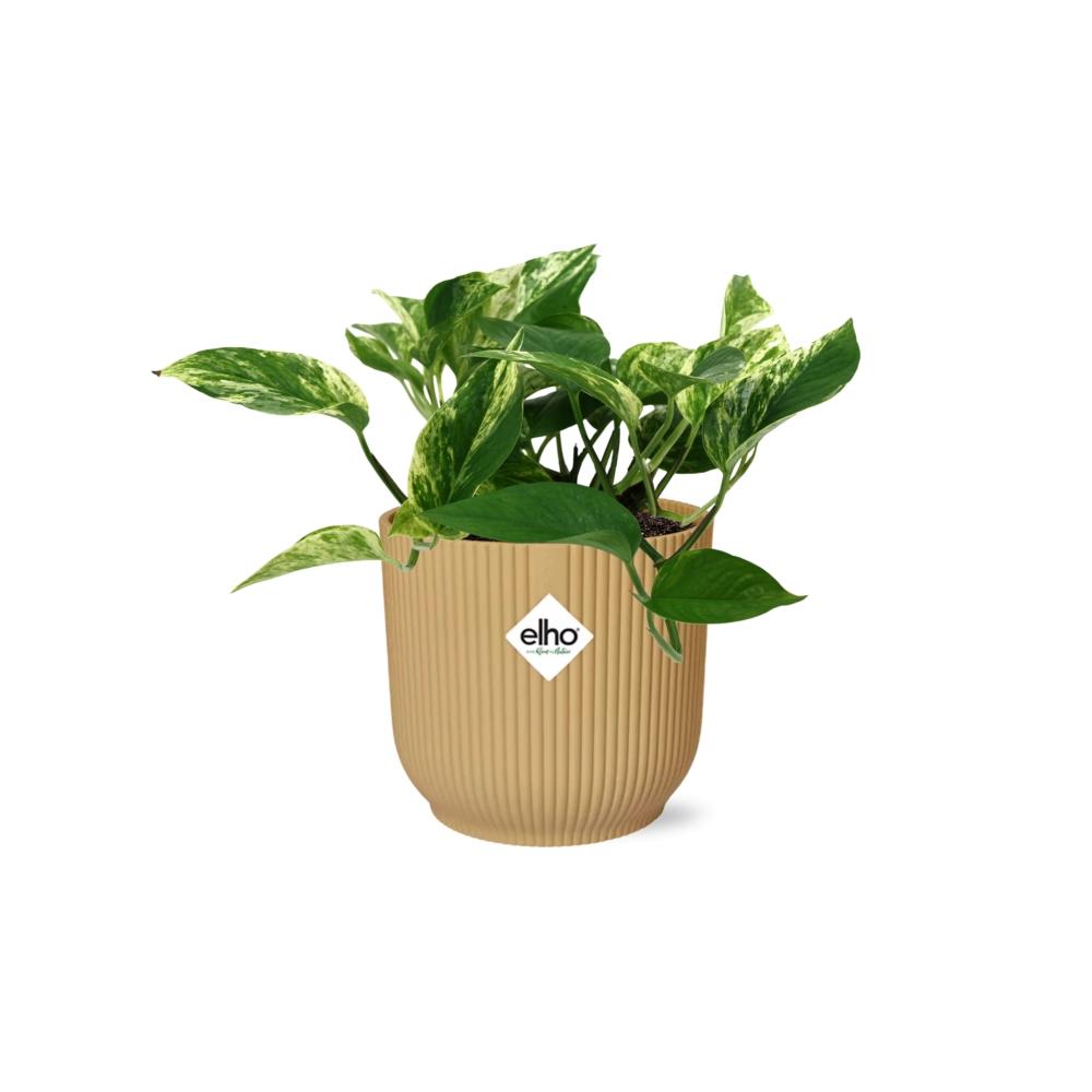 Scindapsus (Epipremnum) Marble Queen In Elho Vibes Fold 14Cm Geel
