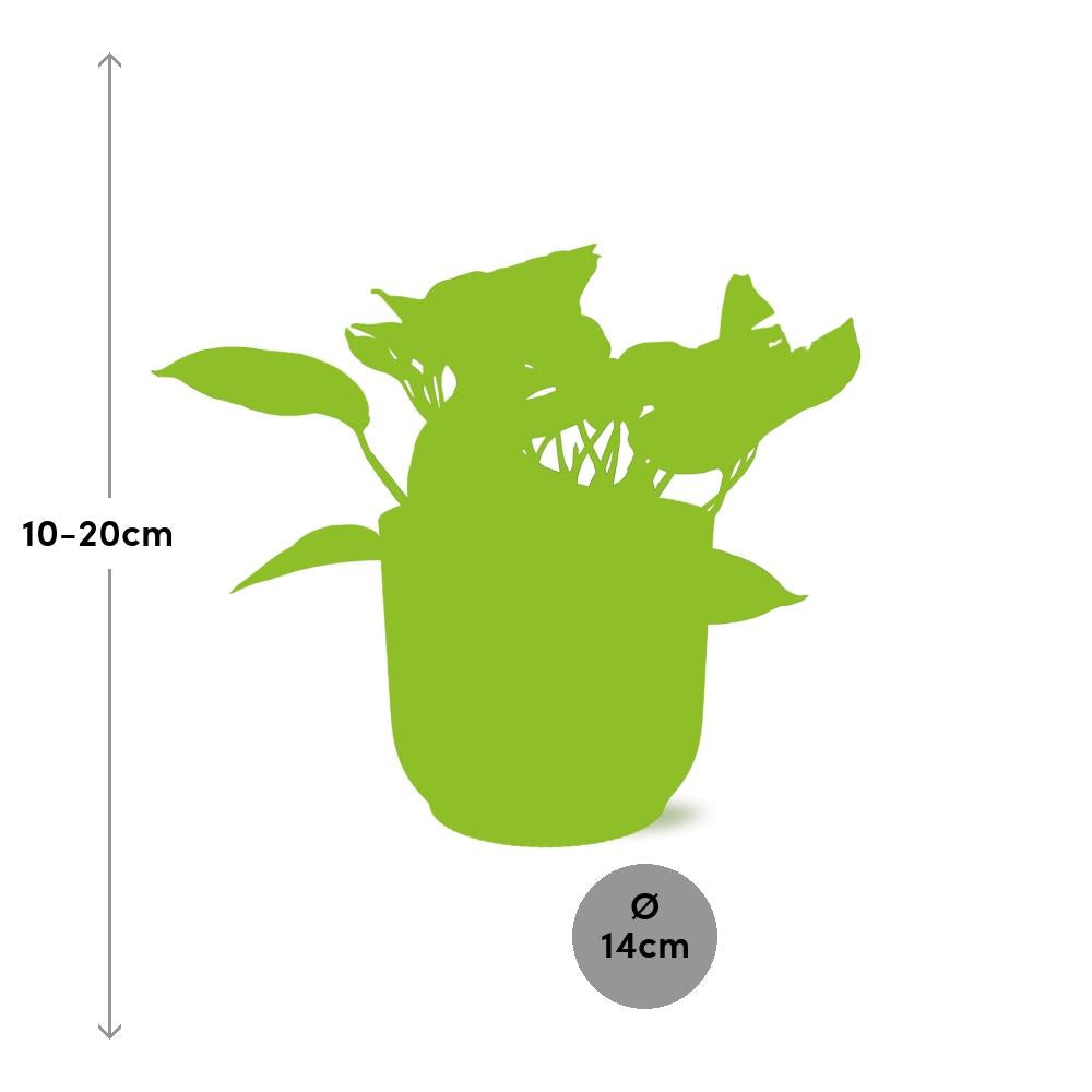 Scindapsus (Epipremnum) Marble Queen In Elho Vibes Fold 14Cm Geel