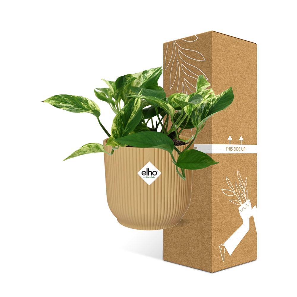 Scindapsus (Epipremnum) Marble Queen In Elho Vibes Fold 14Cm Geel