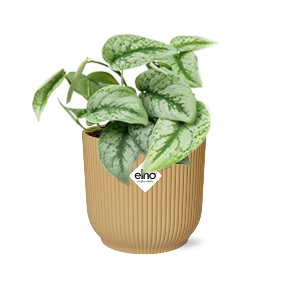 Scindapsus Pictus ‘Trebie’ In Elho Vibes Fold 14Cm Geel