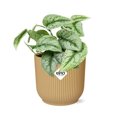 Scindapsus Pictus ‘Trebie’ In Elho Vibes Fold 14Cm Geel