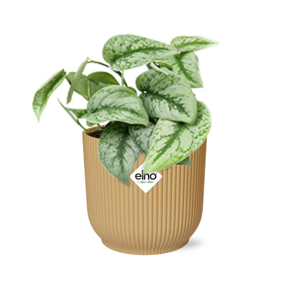 Scindapsus Pictus ‘Trebie’ In Elho Vibes Fold 14Cm Geel
