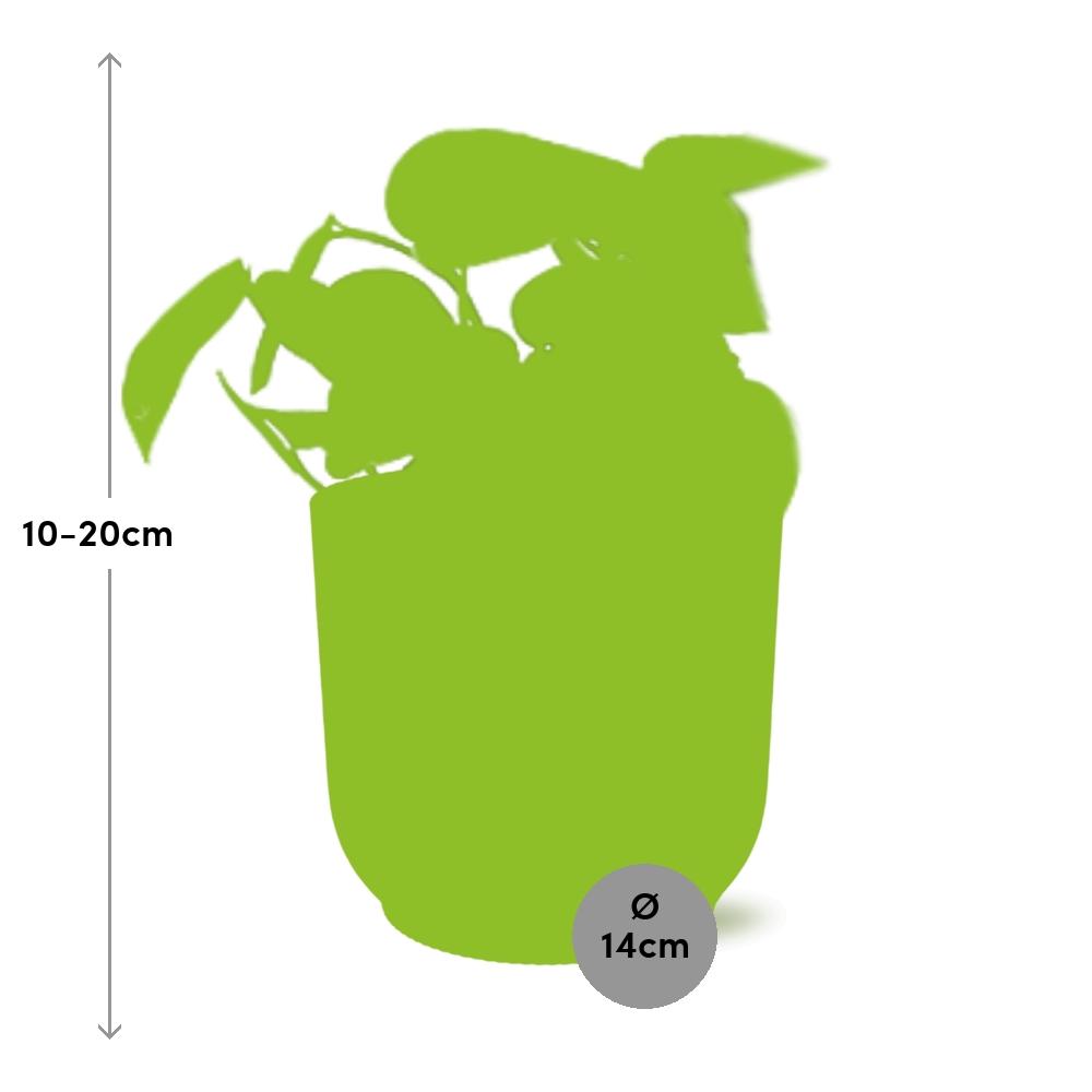 Scindapsus Pictus ‘Trebie’ In Elho Vibes Fold 14Cm Geel