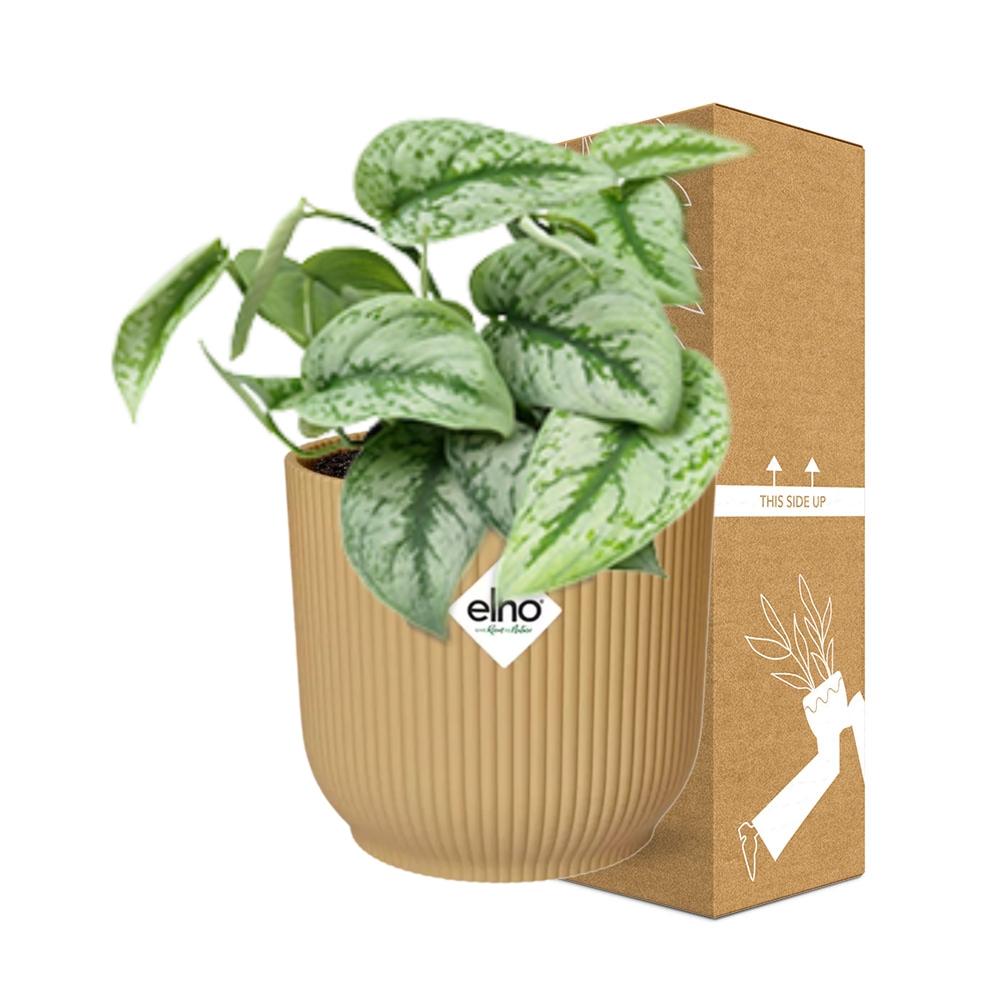 Scindapsus Pictus ‘Trebie’ In Elho Vibes Fold 14Cm Geel