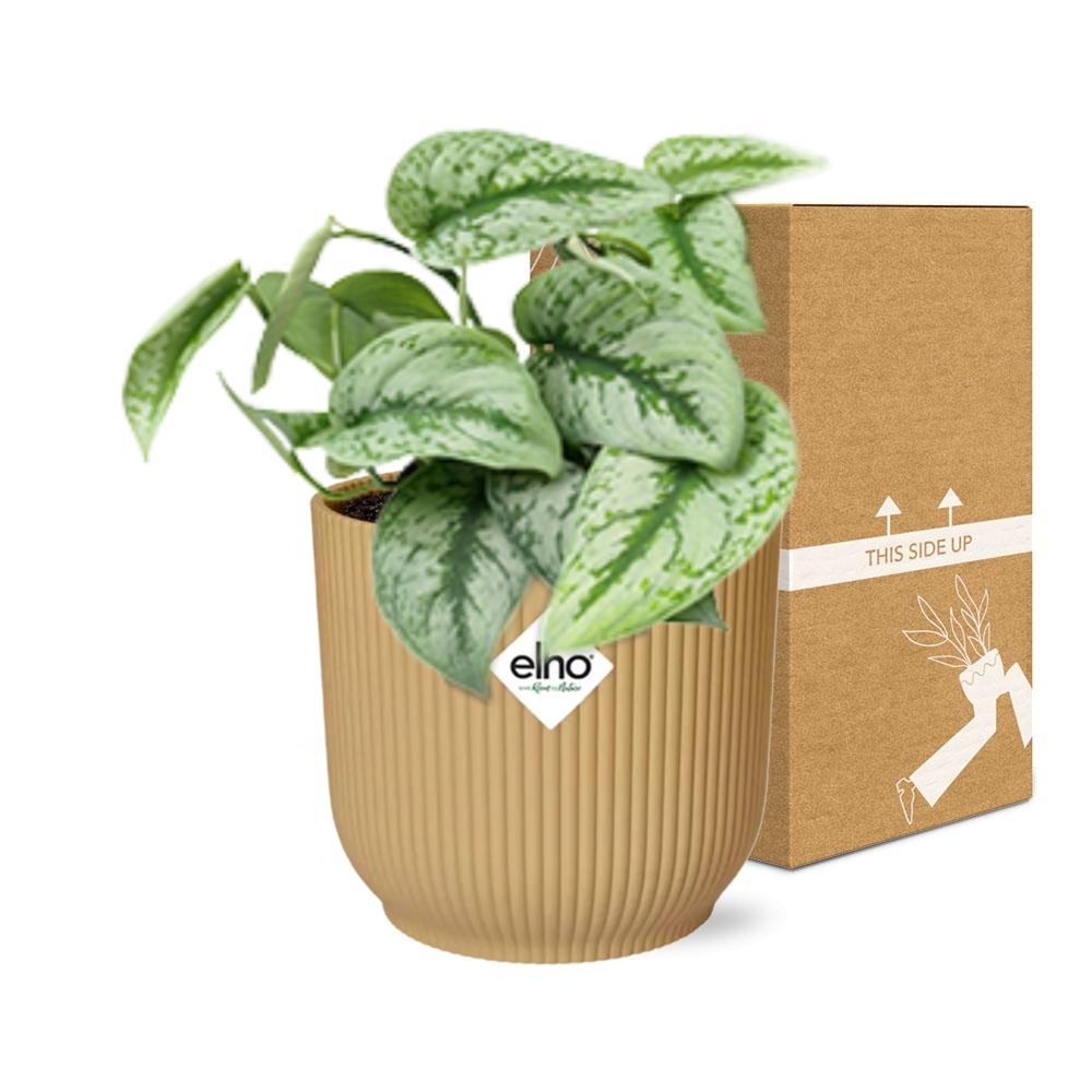 Scindapsus Pictus ‘Trebie’ In Elho Vibes Fold 14Cm Geel