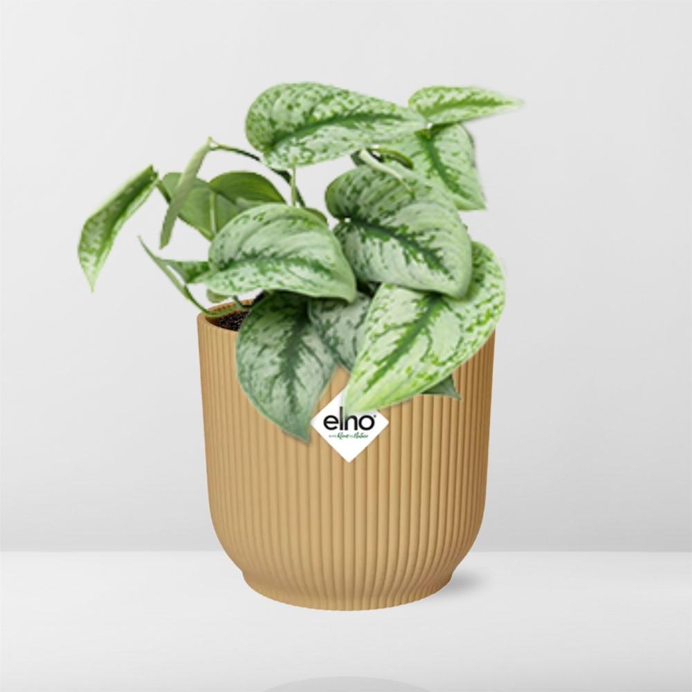Scindapsus Pictus ‘Trebie’ In Elho Vibes Fold 14Cm Geel