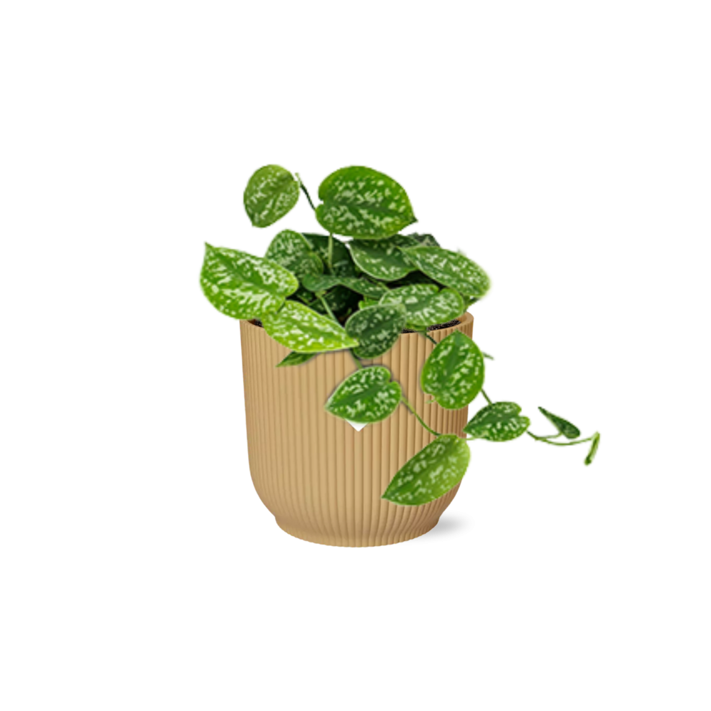 Scindapsus Pictus ‘Argyraeus’ In Elho Vibes Fold 14Cm Geel