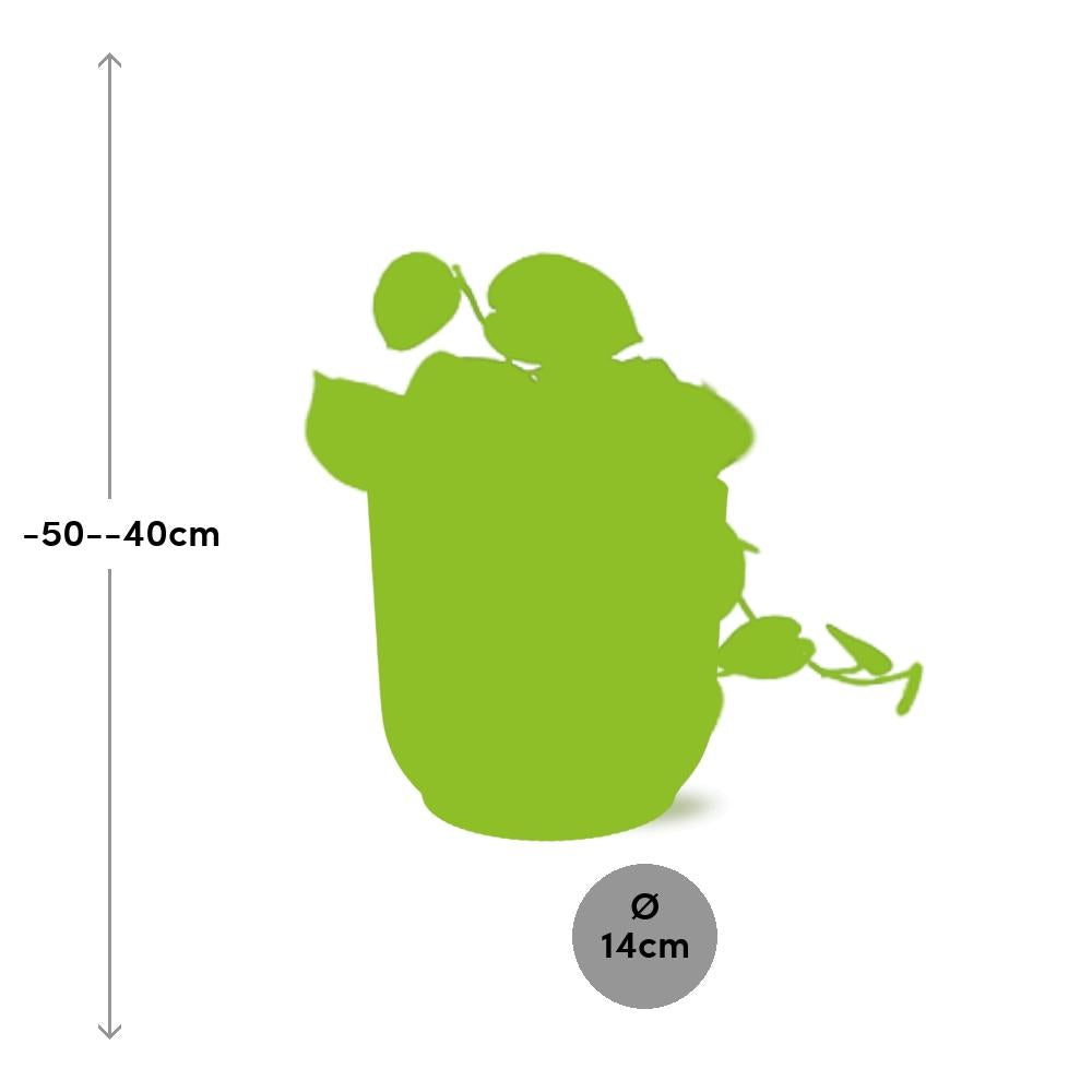 Scindapsus Pictus ‘Argyraeus’ In Elho Vibes Fold 14Cm Geel