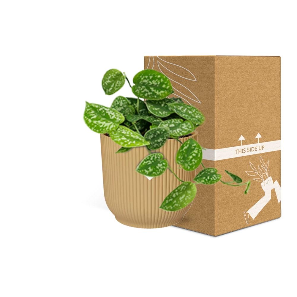 Scindapsus Pictus ‘Argyraeus’ In Elho Vibes Fold 14Cm Geel