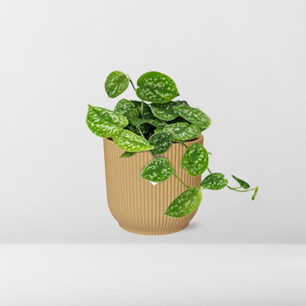 Scindapsus Pictus ‘Argyraeus’ In Elho Vibes Fold 14Cm Geel