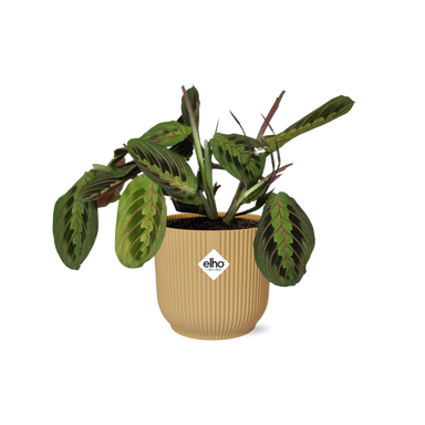 Maranta Leuconeura ‘Fascinator’ Tricolor In Elho Vibes Fold 14Cm Geel