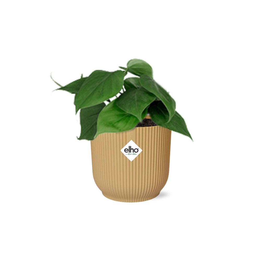 Philodendron Scandens In Elho Vibes Fold 14Cm Geel