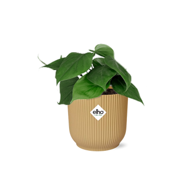 Philodendron Scandens In Elho Vibes Fold 14Cm Geel