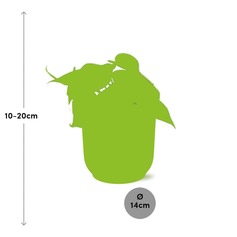 Philodendron Scandens In Elho Vibes Fold 14Cm Geel