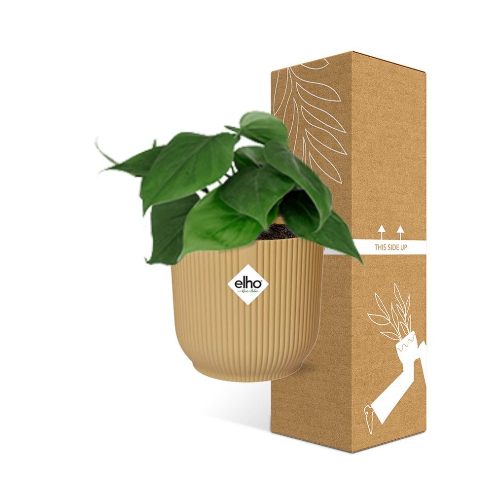Philodendron Scandens In Elho Vibes Fold 14Cm Geel