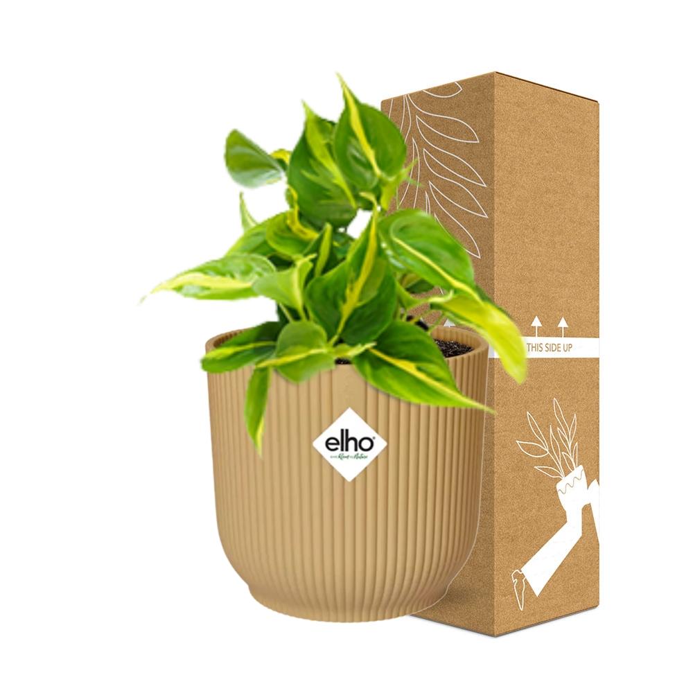 Philodendron Scandens ‘Brasil’ In Elho Vibes Fold 14Cm Geel