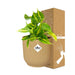 Philodendron Scandens ‘Brasil’ In Elho Vibes Fold 14Cm Geel