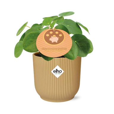 Pilea Peperomioides 12Cm In Elho Vibes Fold 14Cm Geel