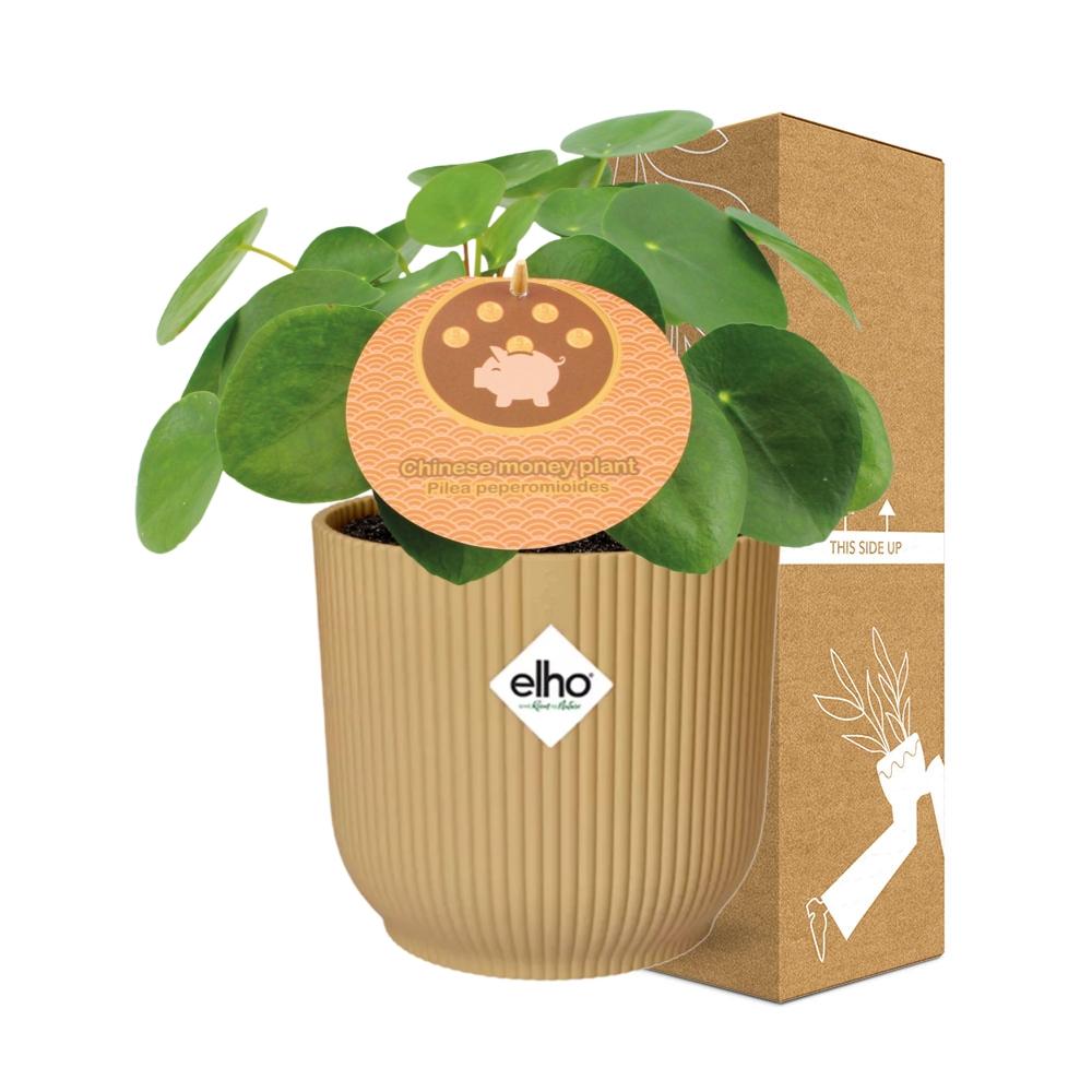 Pilea Peperomioides 12Cm In Elho Vibes Fold 14Cm Geel