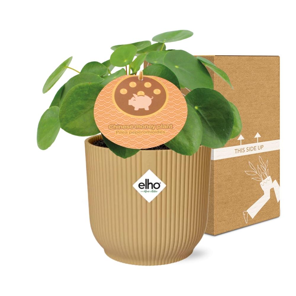 Pilea Peperomioides 12Cm In Elho Vibes Fold 14Cm Geel