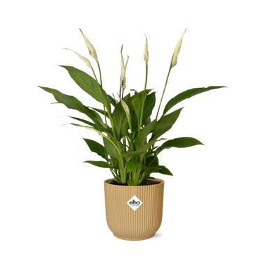 Spathiphyllum 12 Cm Torelli  In Elho Vibes Fold 14Cm Geel