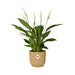 Spathiphyllum 12 Cm Torelli  In Elho Vibes Fold 14Cm Geel