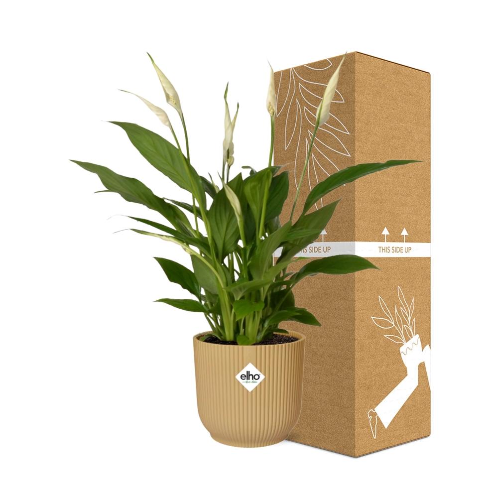 Spathiphyllum 12 Cm Torelli  In Elho Vibes Fold 14Cm Geel