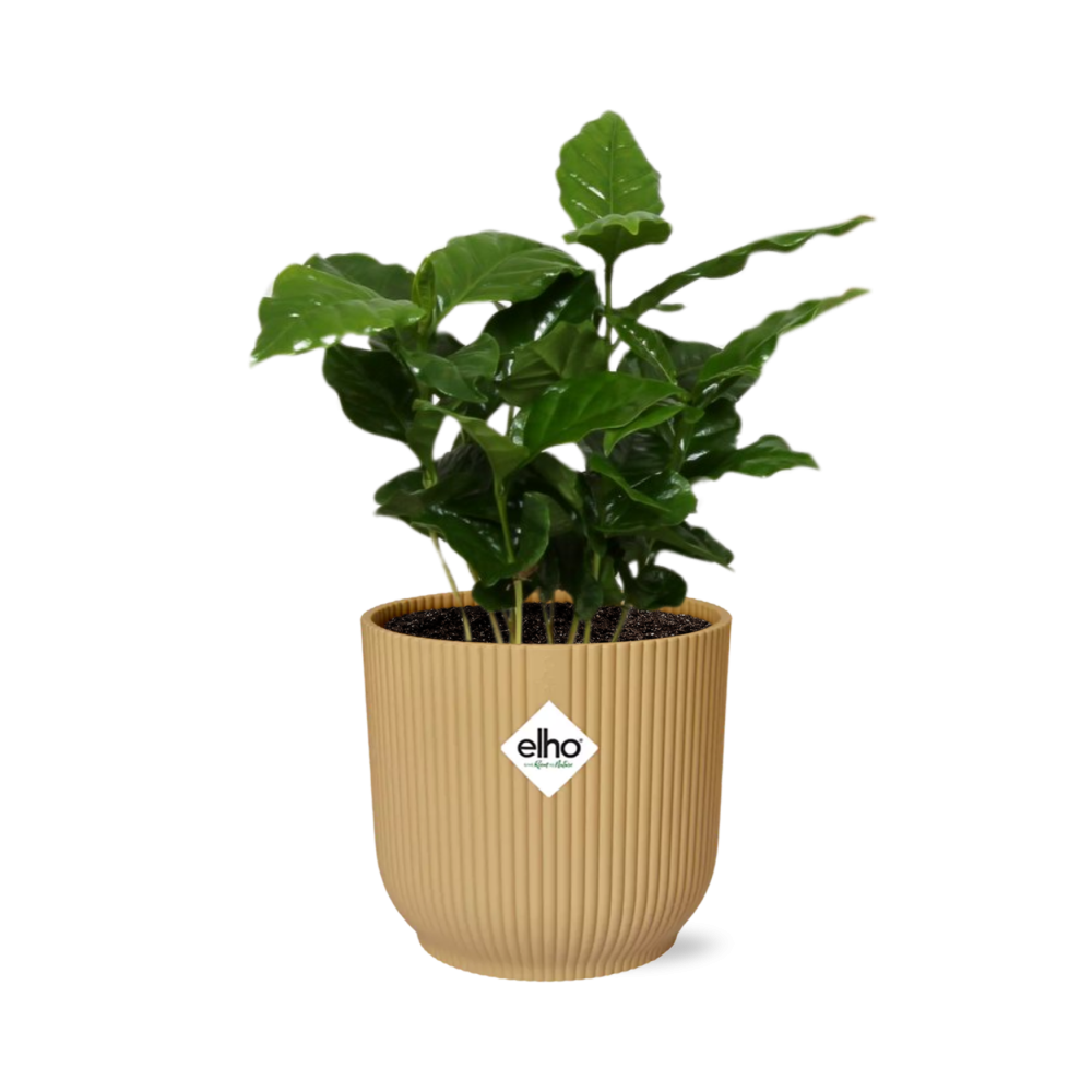 Coffea Arabica In Elho Vibes Fold 14Cm Geel