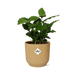 Coffea Arabica In Elho Vibes Fold 14Cm Geel