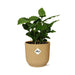 Coffea Arabica In Elho Vibes Fold 14Cm Geel