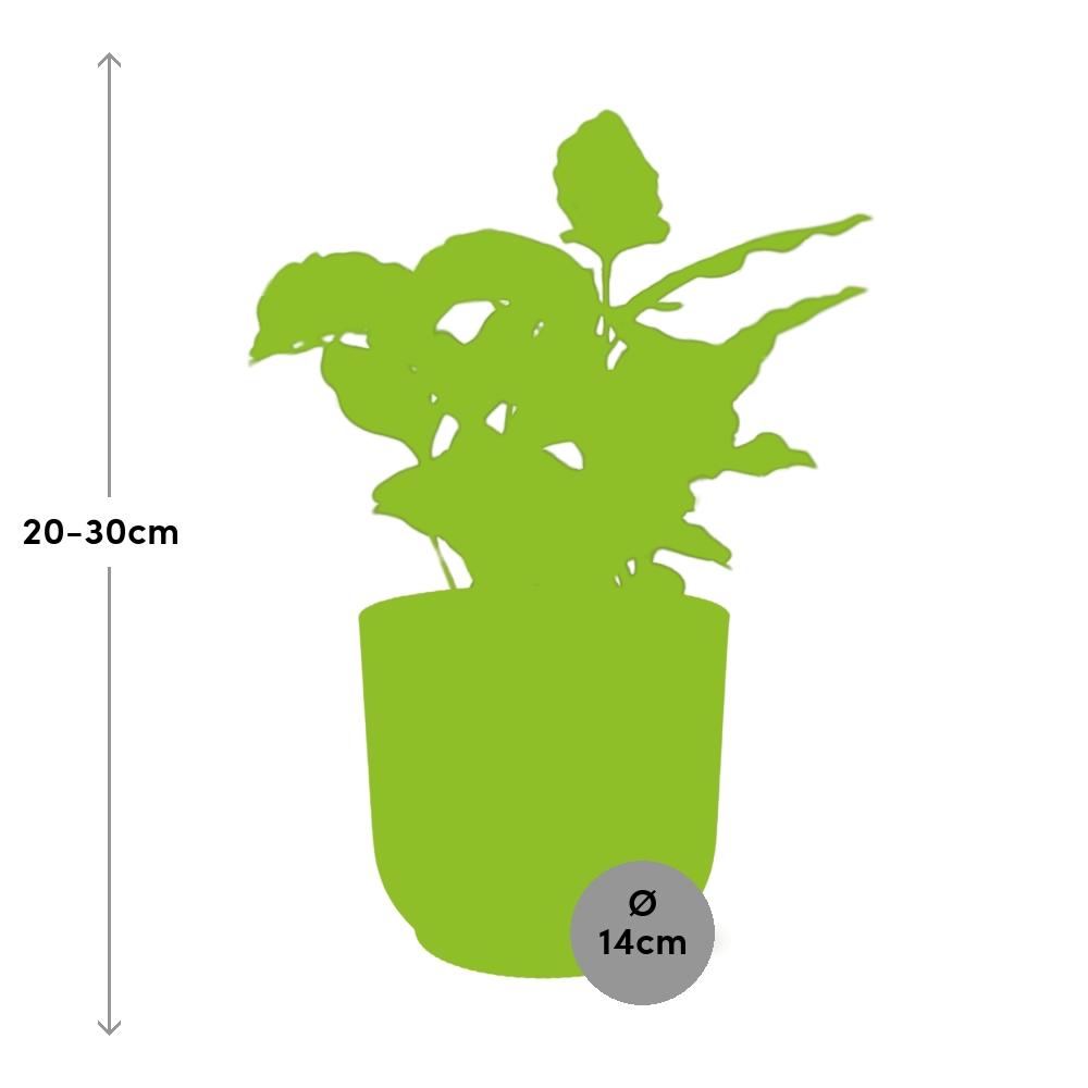 Coffea Arabica In Elho Vibes Fold 14Cm Geel