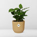Coffea Arabica In Elho Vibes Fold 14Cm Geel