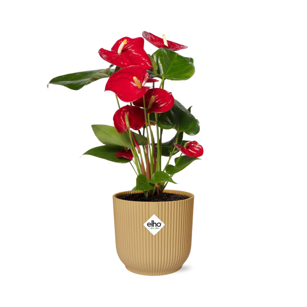 Anthurium Red 12Cm In Elho Vibes Fold 14Cm Geel