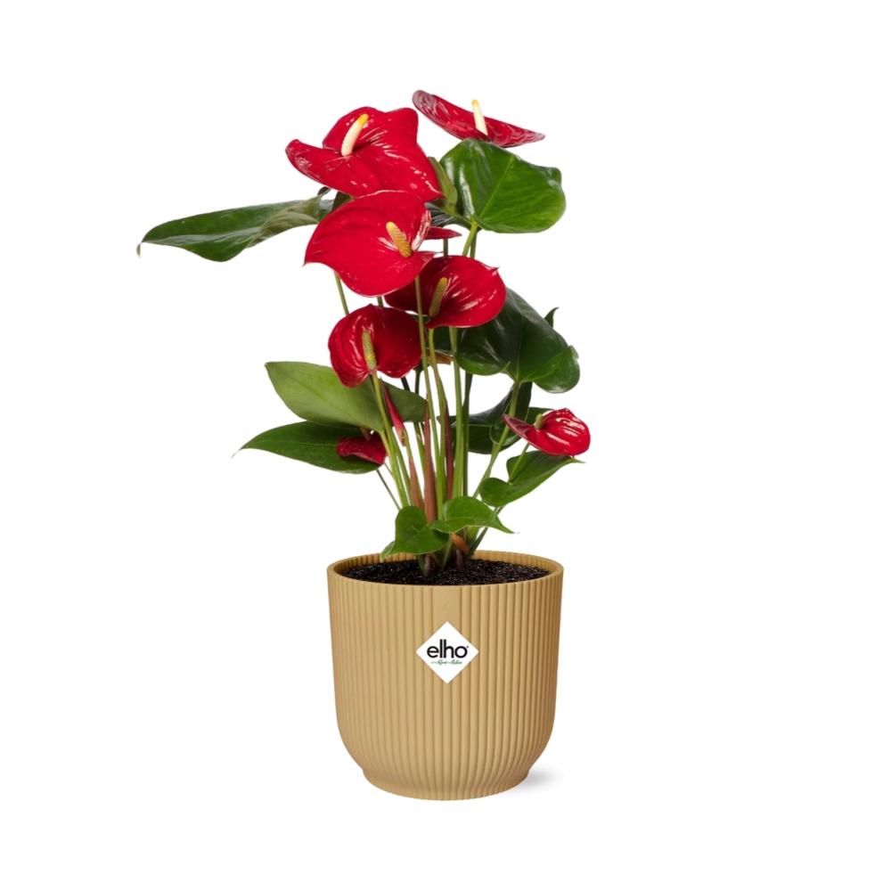 Anthurium Red 12Cm In Elho Vibes Fold 14Cm Geel