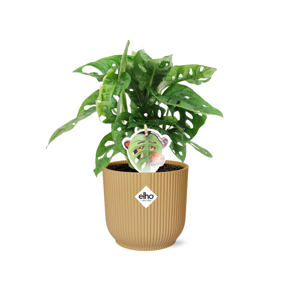 Monstera ‘Monkey Leaf’ In Elho Vibes Fold 14Cm Geel