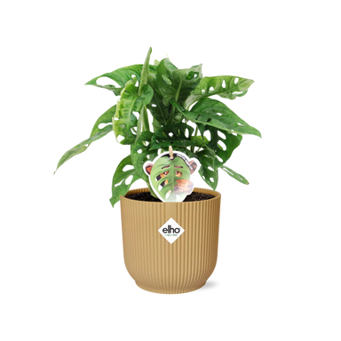 Monstera ‘Monkey Leaf’ In Elho Vibes Fold 14Cm Geel