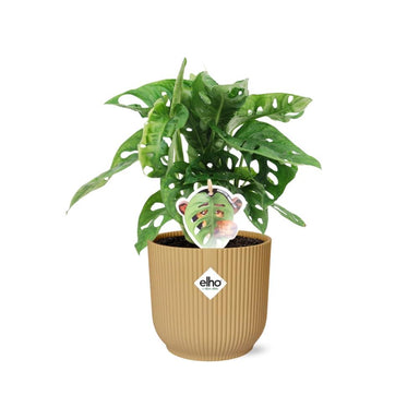 Monstera ‘Monkey Leaf’ In Elho Vibes Fold 14Cm Geel
