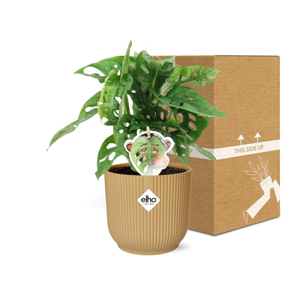 Monstera ‘Monkey Leaf’ In Elho Vibes Fold 14Cm Geel