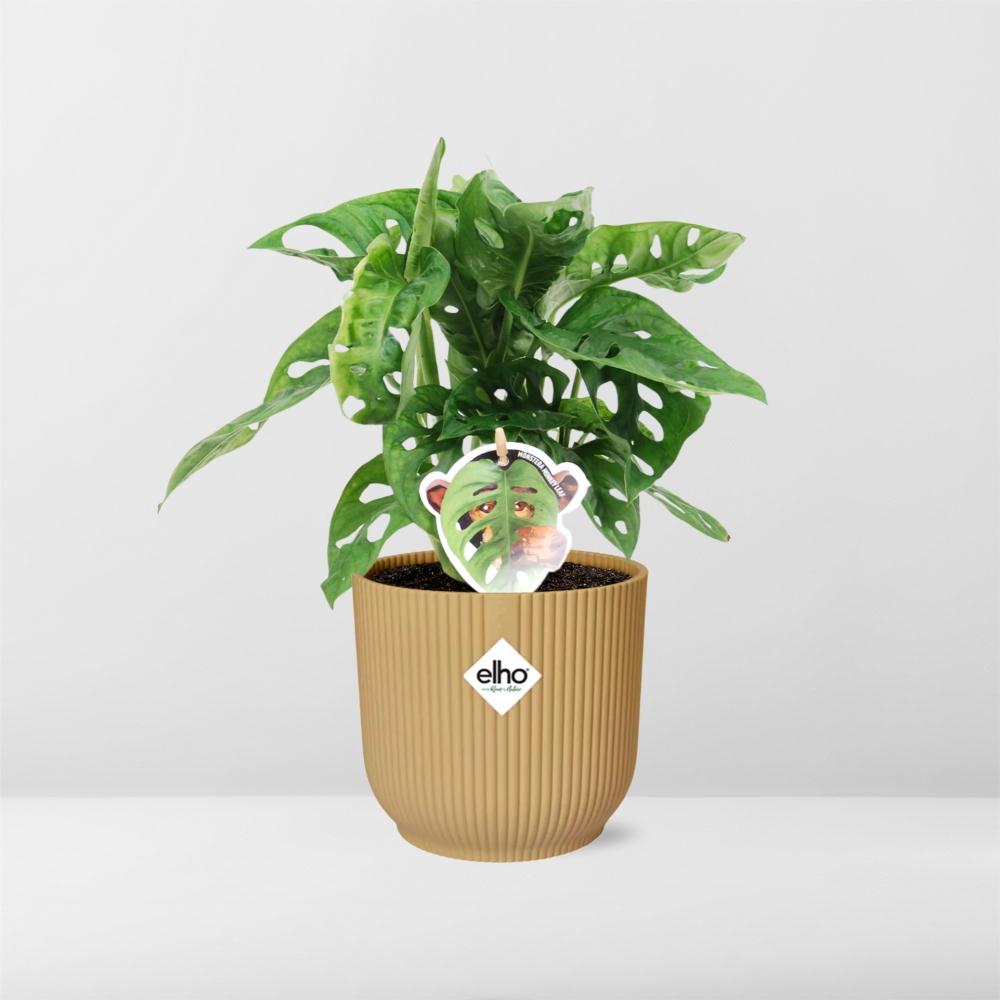Monstera ‘Monkey Leaf’ In Elho Vibes Fold 14Cm Geel