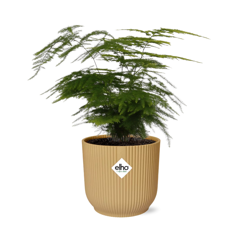 Asparagus Setaceus ‘Plumosus’ In Elho Vibes Fold 14Cm Geel