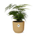 Asparagus Setaceus ‘Plumosus’ In Elho Vibes Fold 14Cm Geel