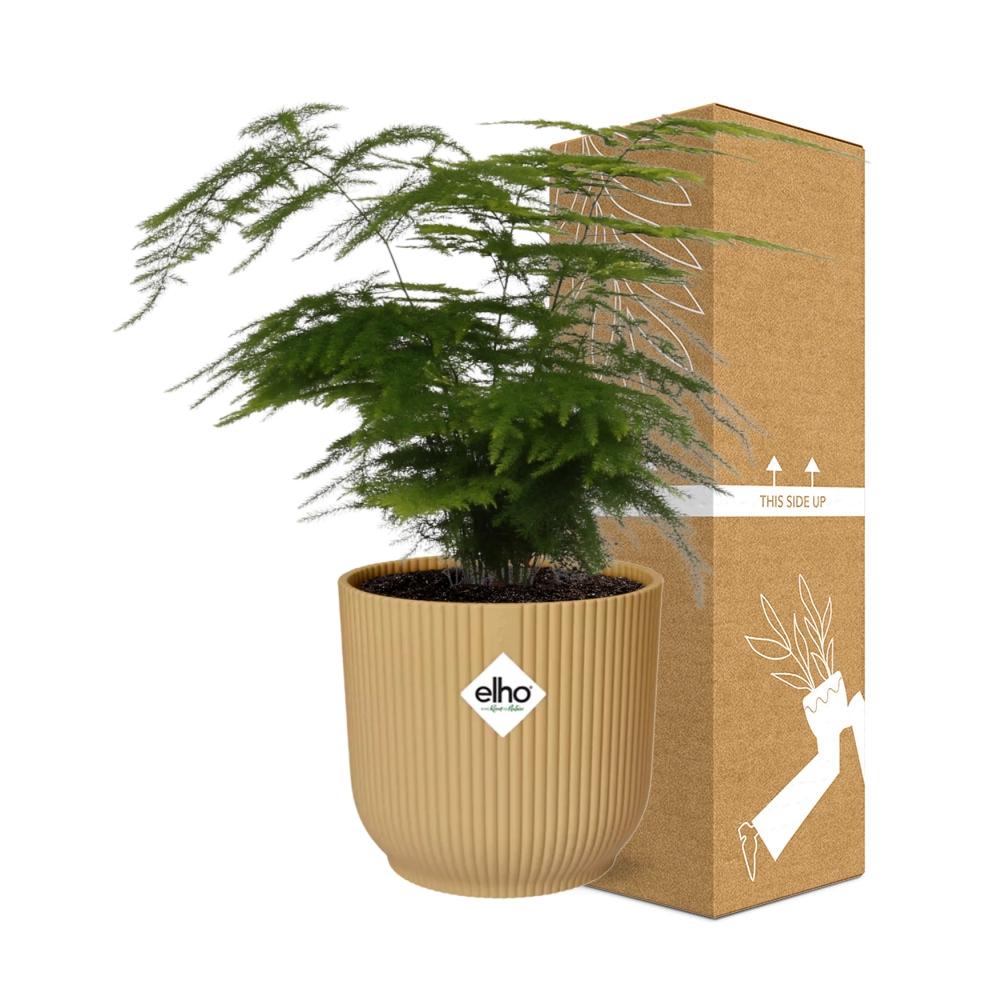 Asparagus Setaceus ‘Plumosus’ In Elho Vibes Fold 14Cm Geel