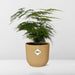 Asparagus Setaceus ‘Plumosus’ In Elho Vibes Fold 14Cm Geel