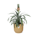 Ananas Mi Amigo In Elho Vibes Fold 14Cm Geel