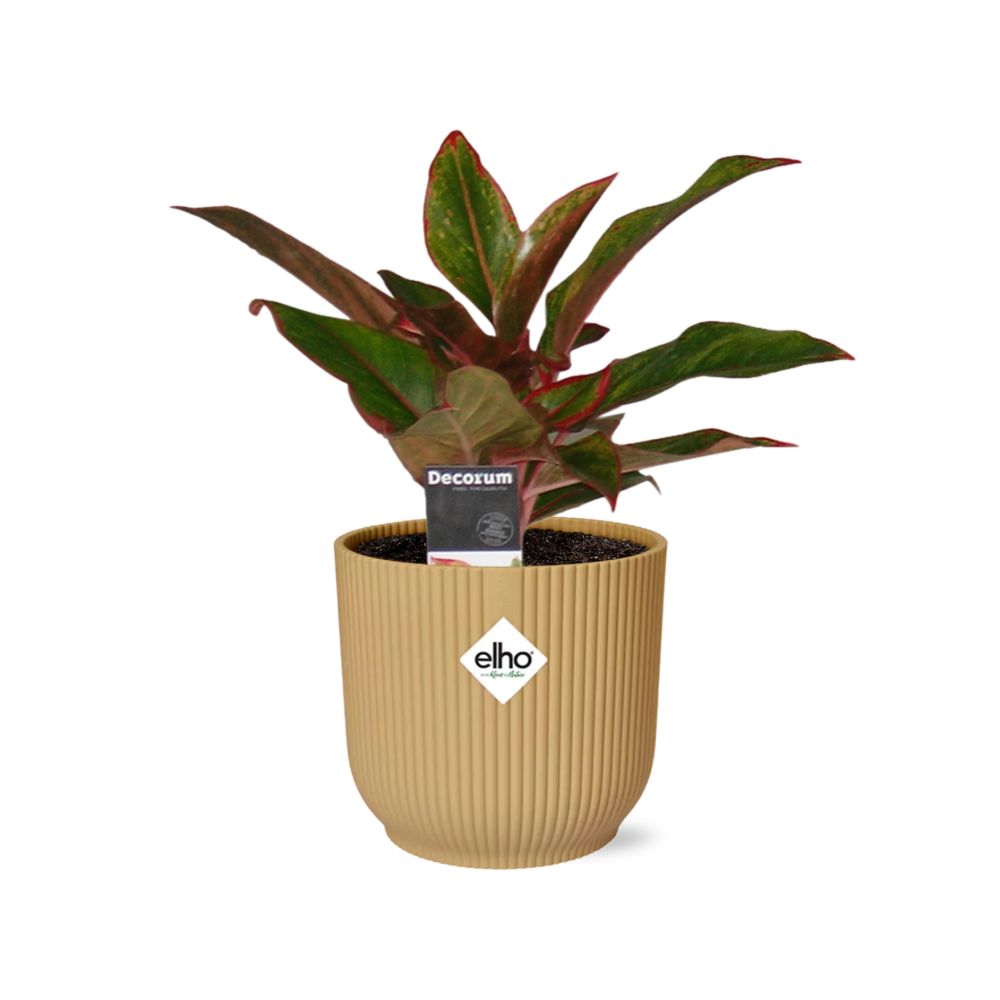 Aglaonema Crete In Elho Vibes Fold 14Cm Geel
