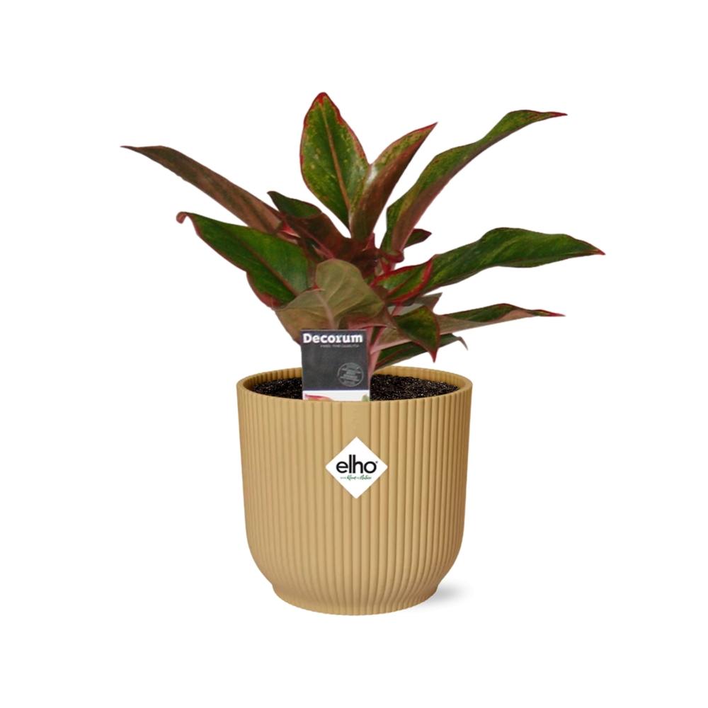 Aglaonema Crete In Elho Vibes Fold 14Cm Geel